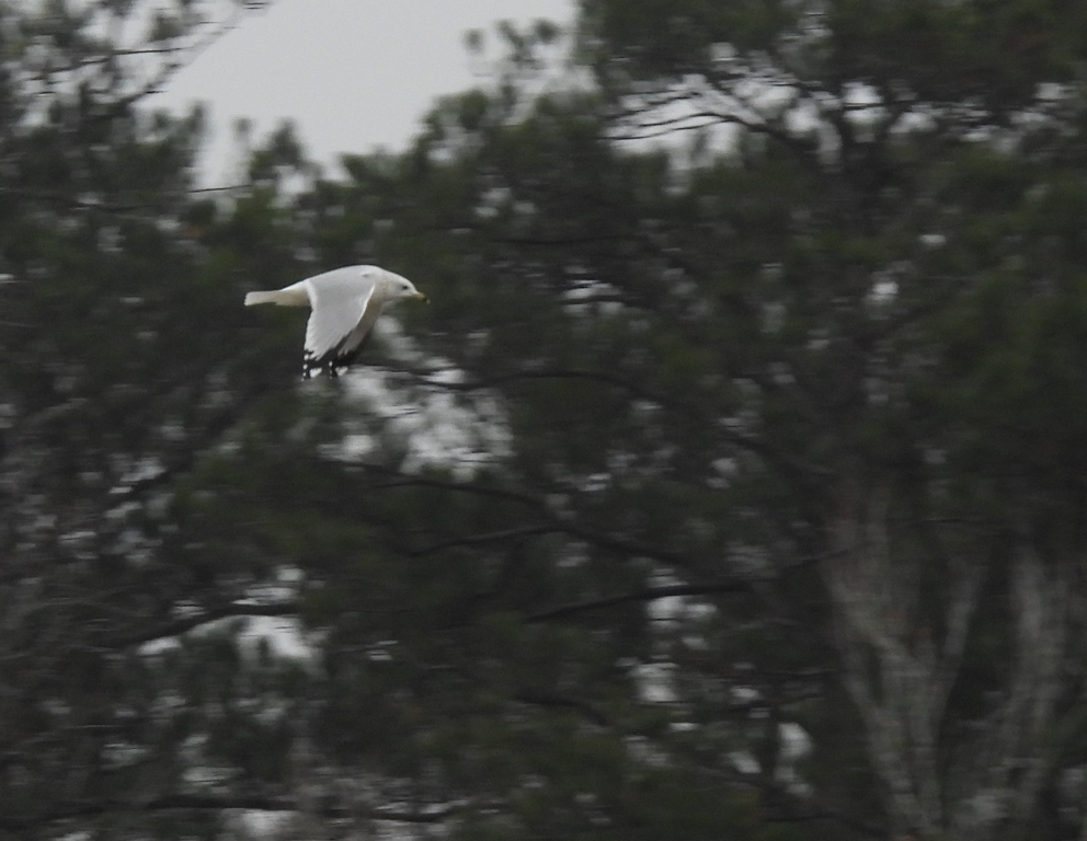 Ring-billed Gull - ML646533895