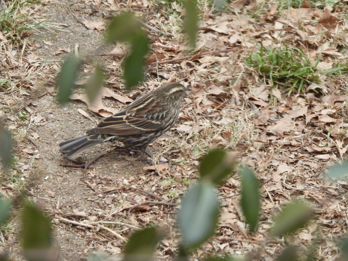 Red-winged Blackbird - ML646533897