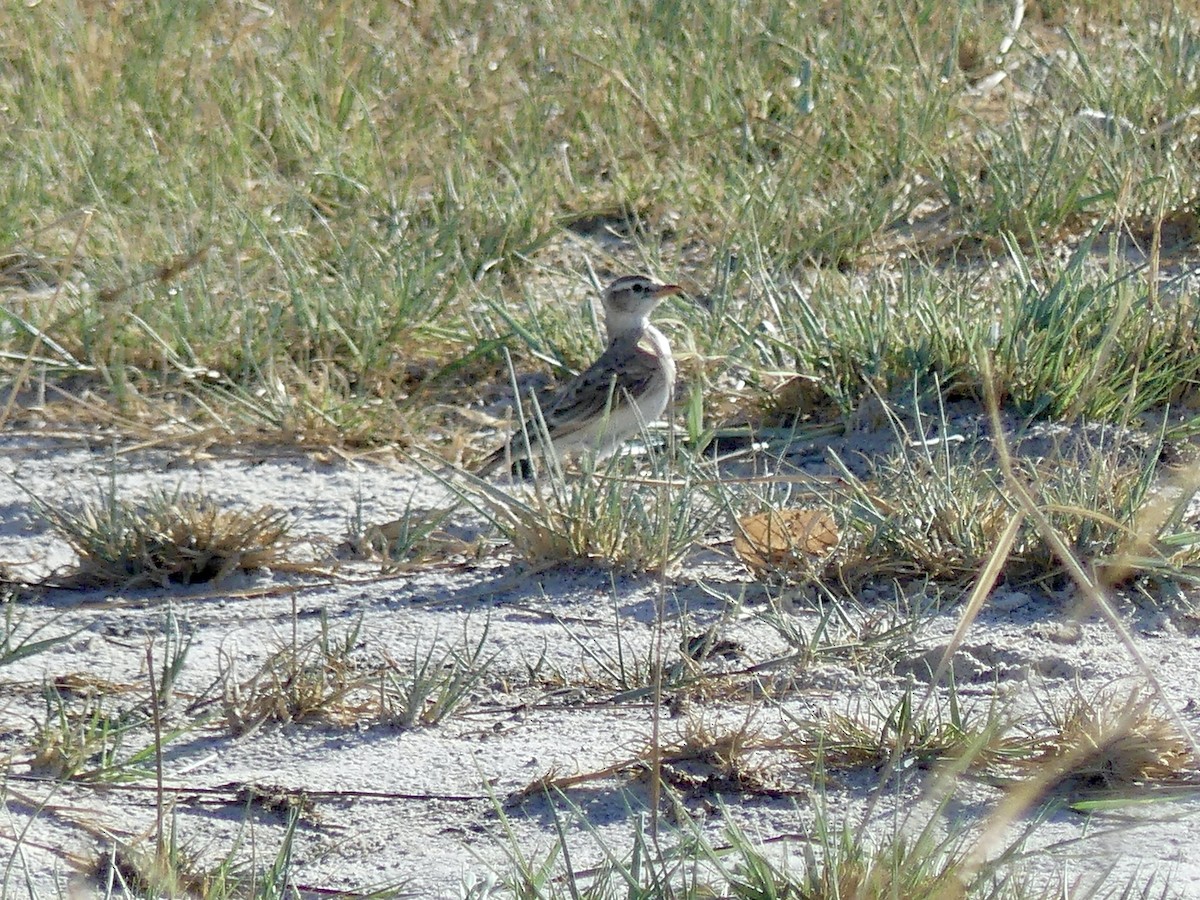 Rotkappenlerche - ML646533898