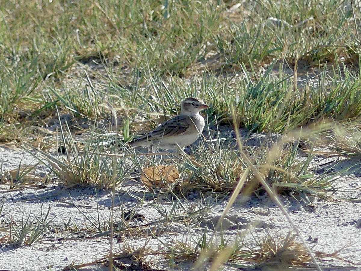 Rotkappenlerche - ML646533899