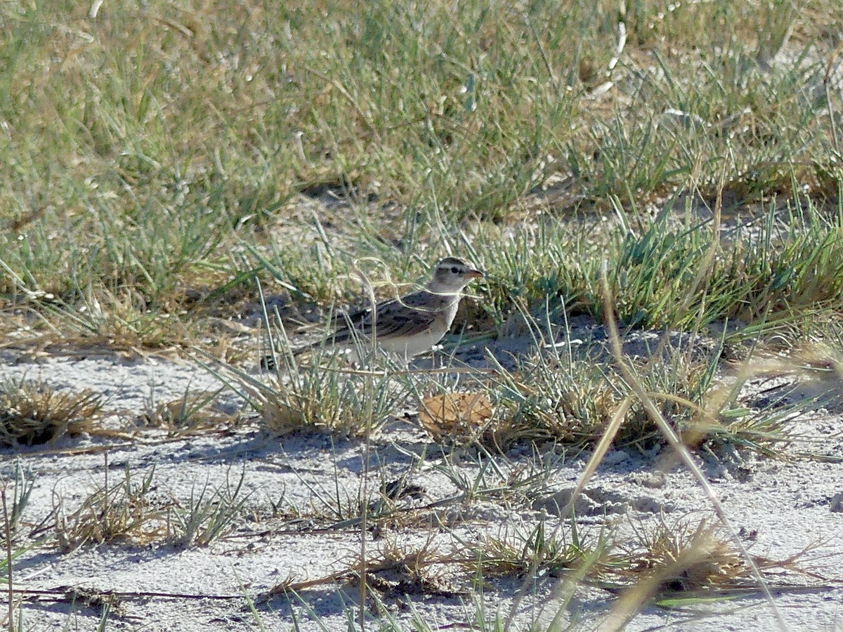 Rotkappenlerche - ML646533900