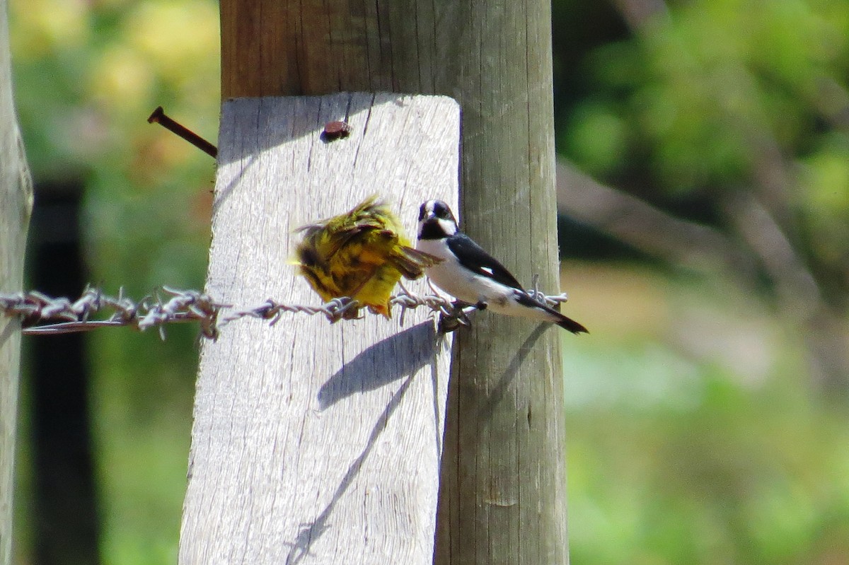 Диадемовый просяночник - ML646533901