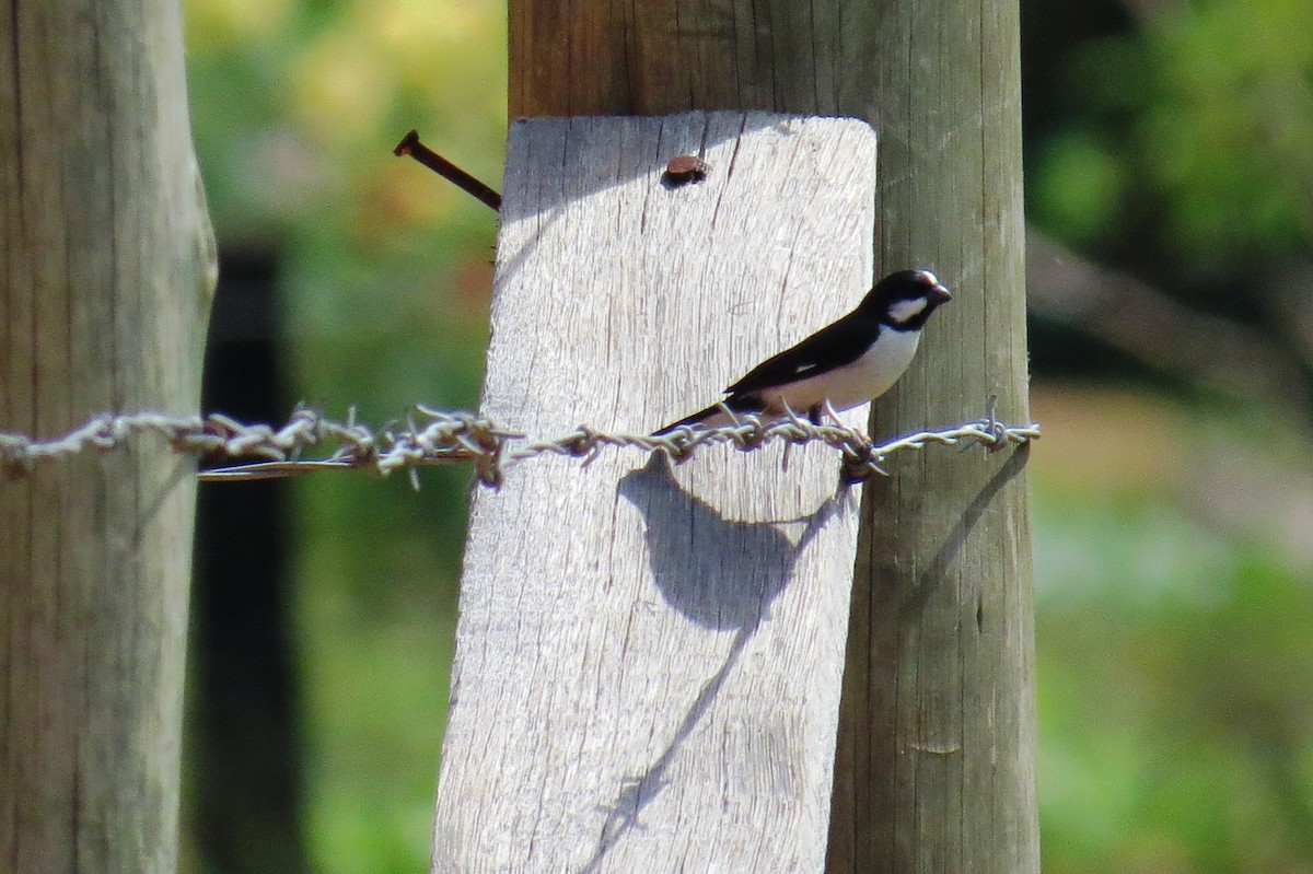 Диадемовый просяночник - ML646533902