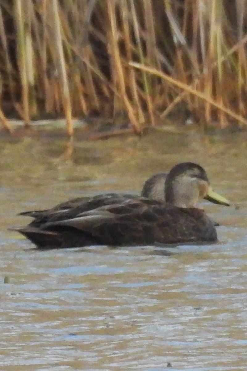 アメリカガモ - ML646533903