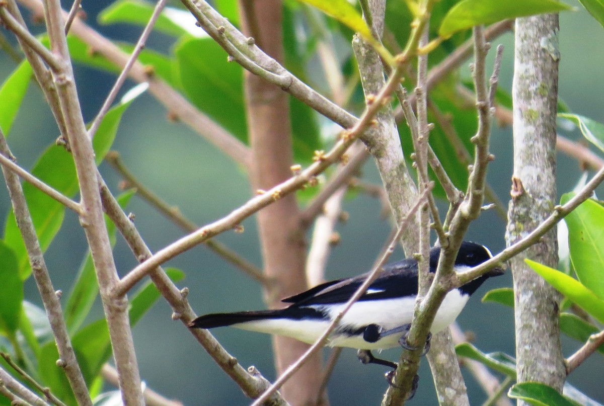 Диадемовый просяночник - ML646533904