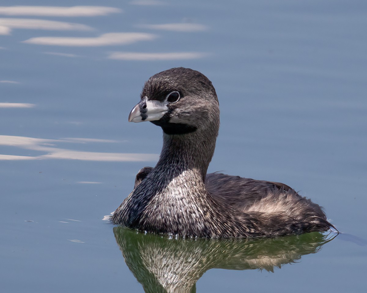 Пірникоза рябодзьоба - ML646533906