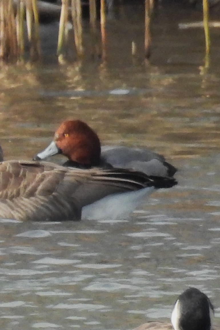 Rotkopfente - ML646533907