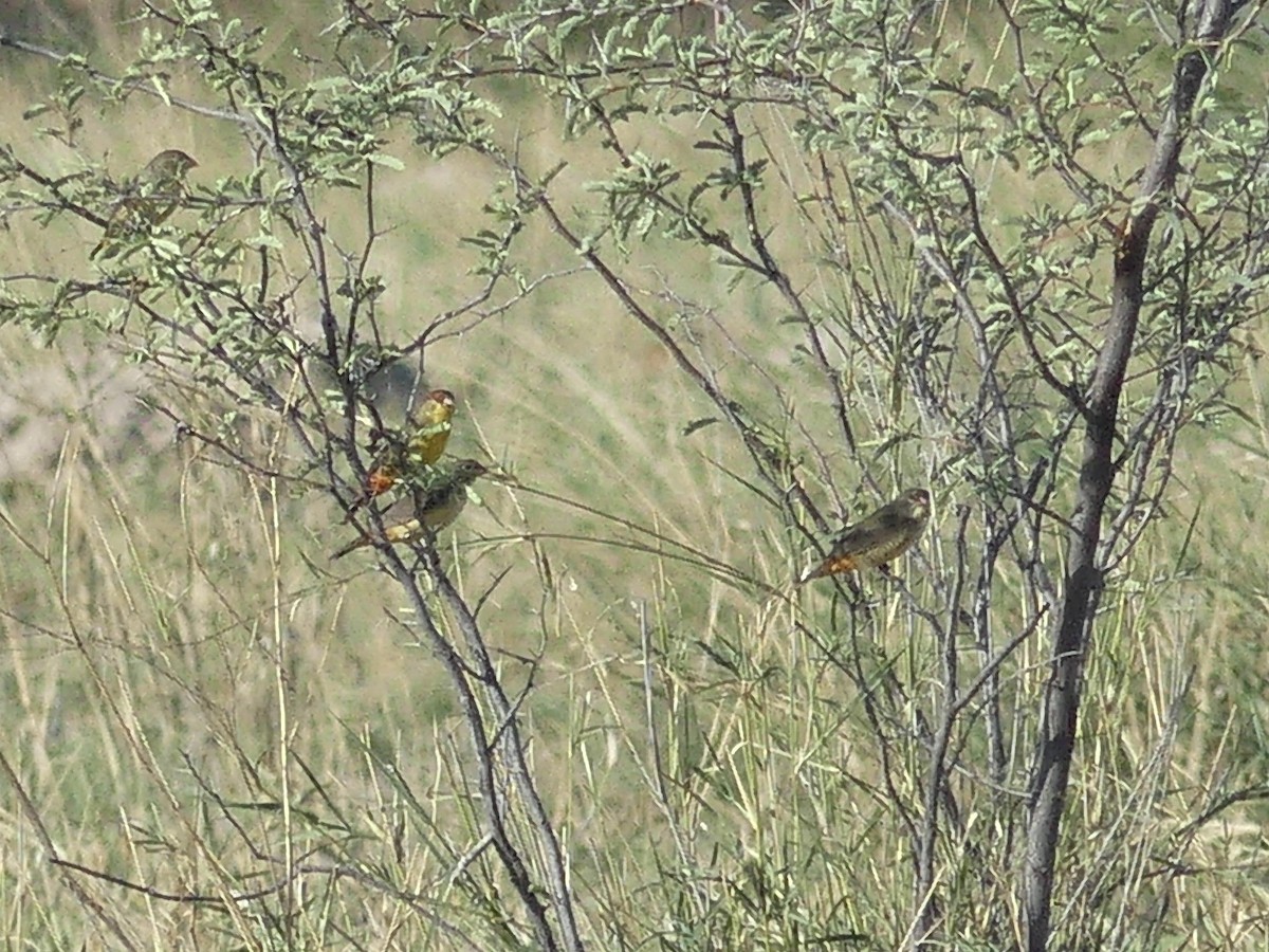 Goldbrustastrild - ML646533909