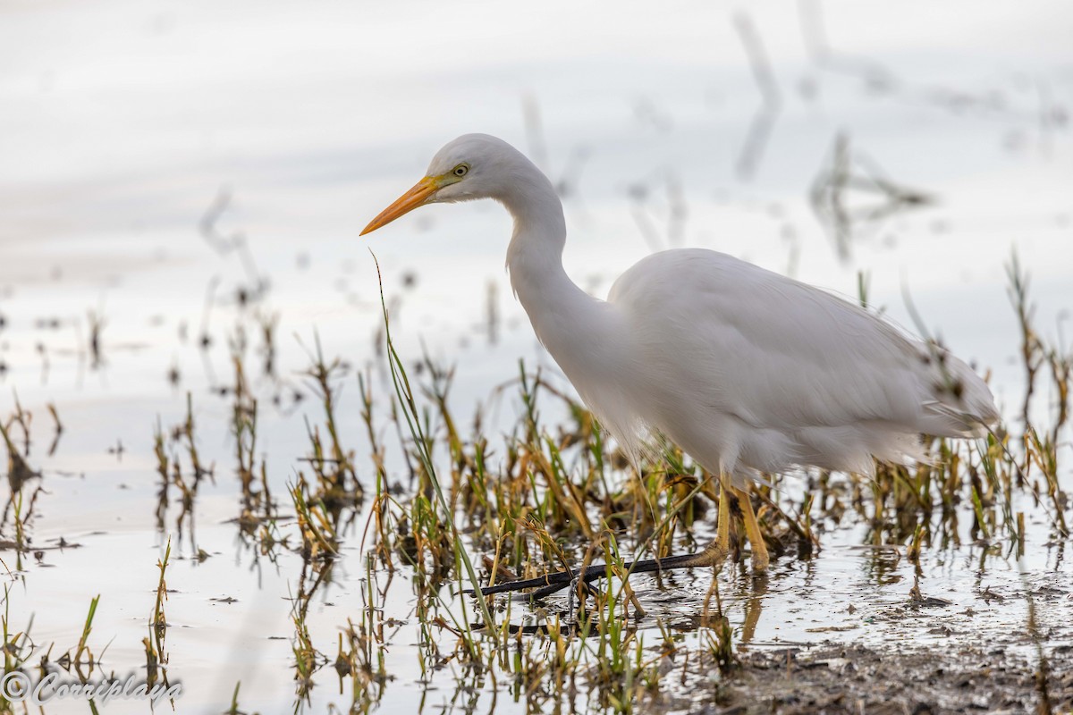 Afrikamittelreiher - ML646533916