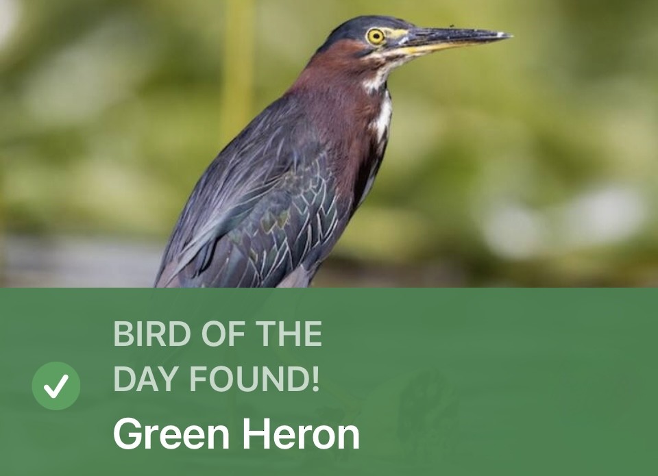 Grünreiher - ML646533922