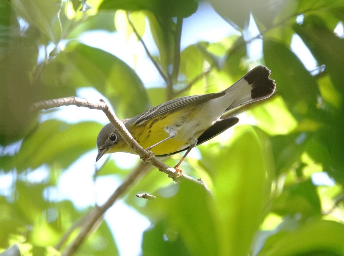 סבכון לבן-זנב - ML646533923