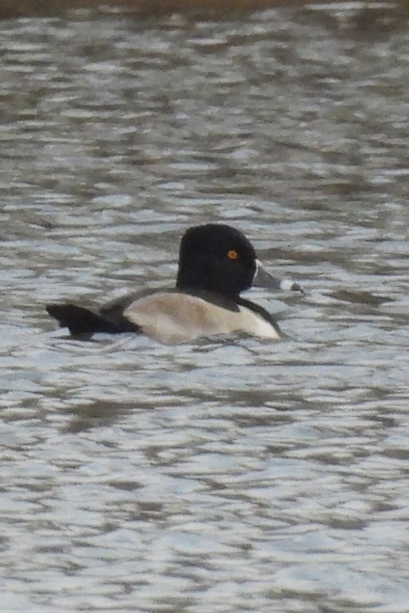 Ringschnabelente - ML646533924