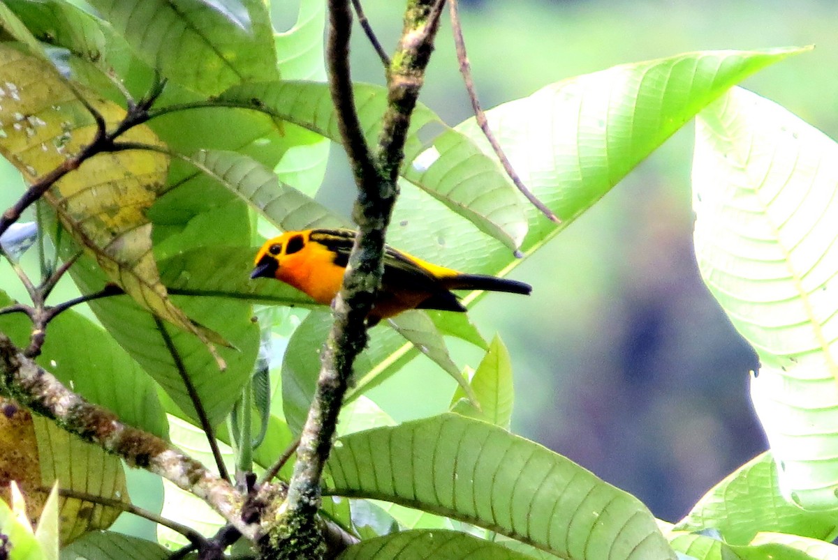 Goldtangare - ML646533925