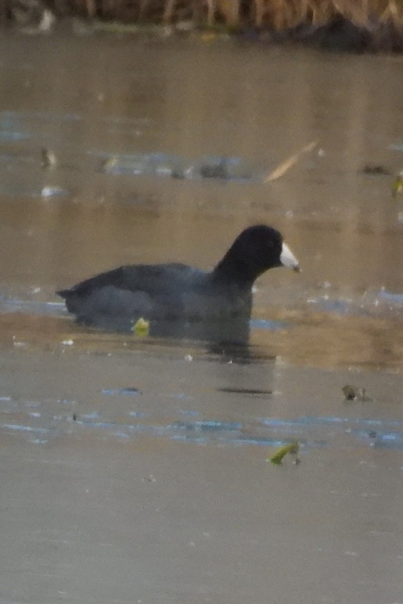 Indianerblässhuhn - ML646533927