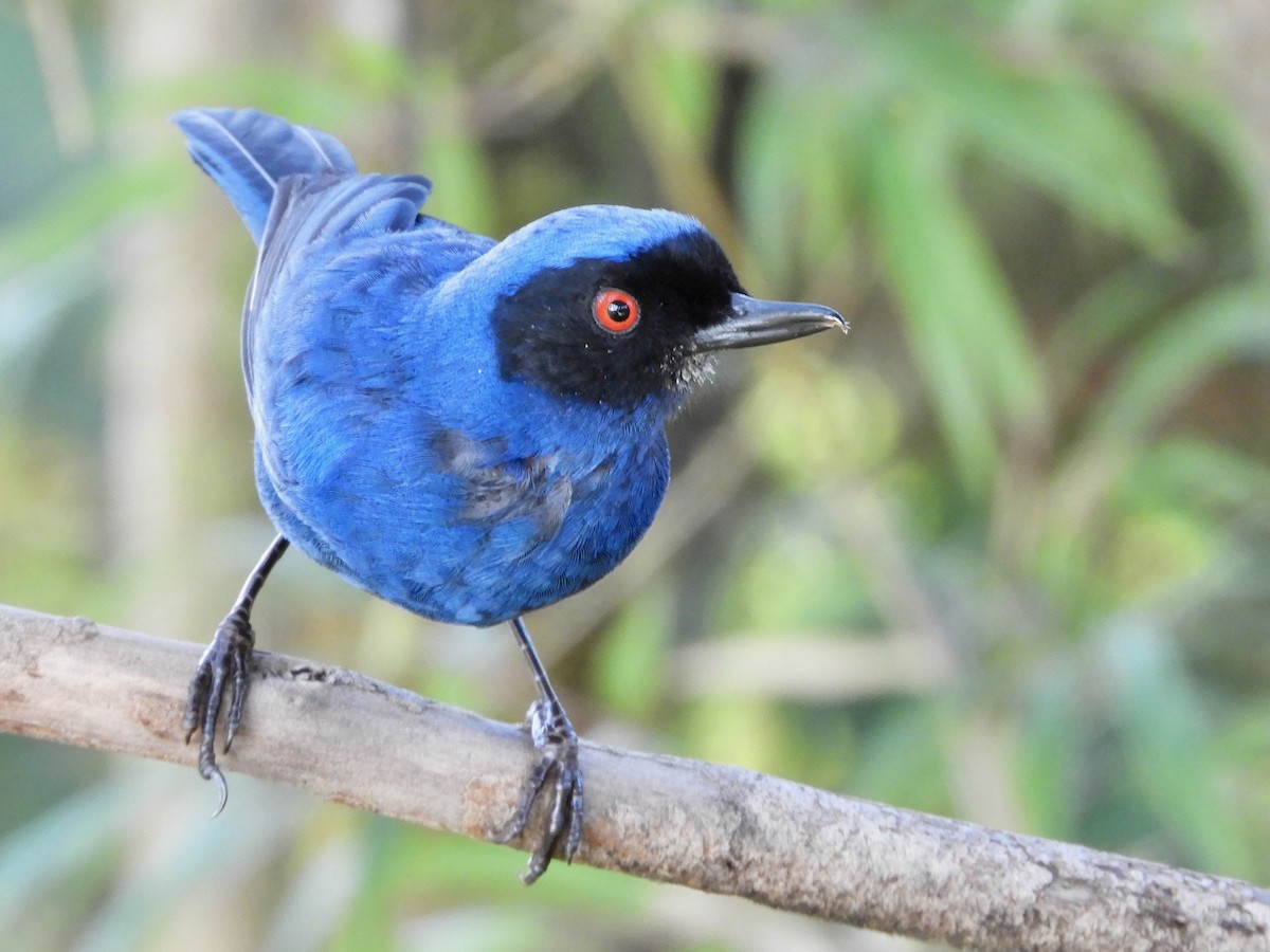 Maskenhakenschnabel [cyanea-Gruppe] - ML646533929