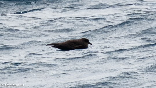 Langflügel-Sturmvogel - ML646533930