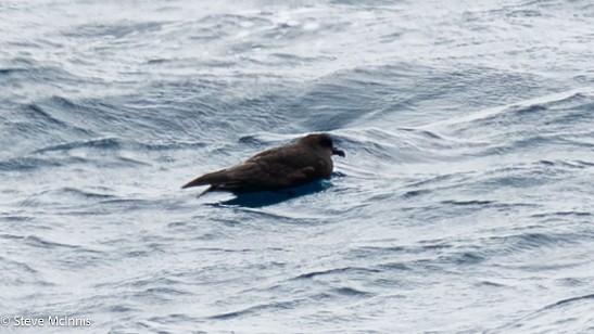 Langflügel-Sturmvogel - ML646533931