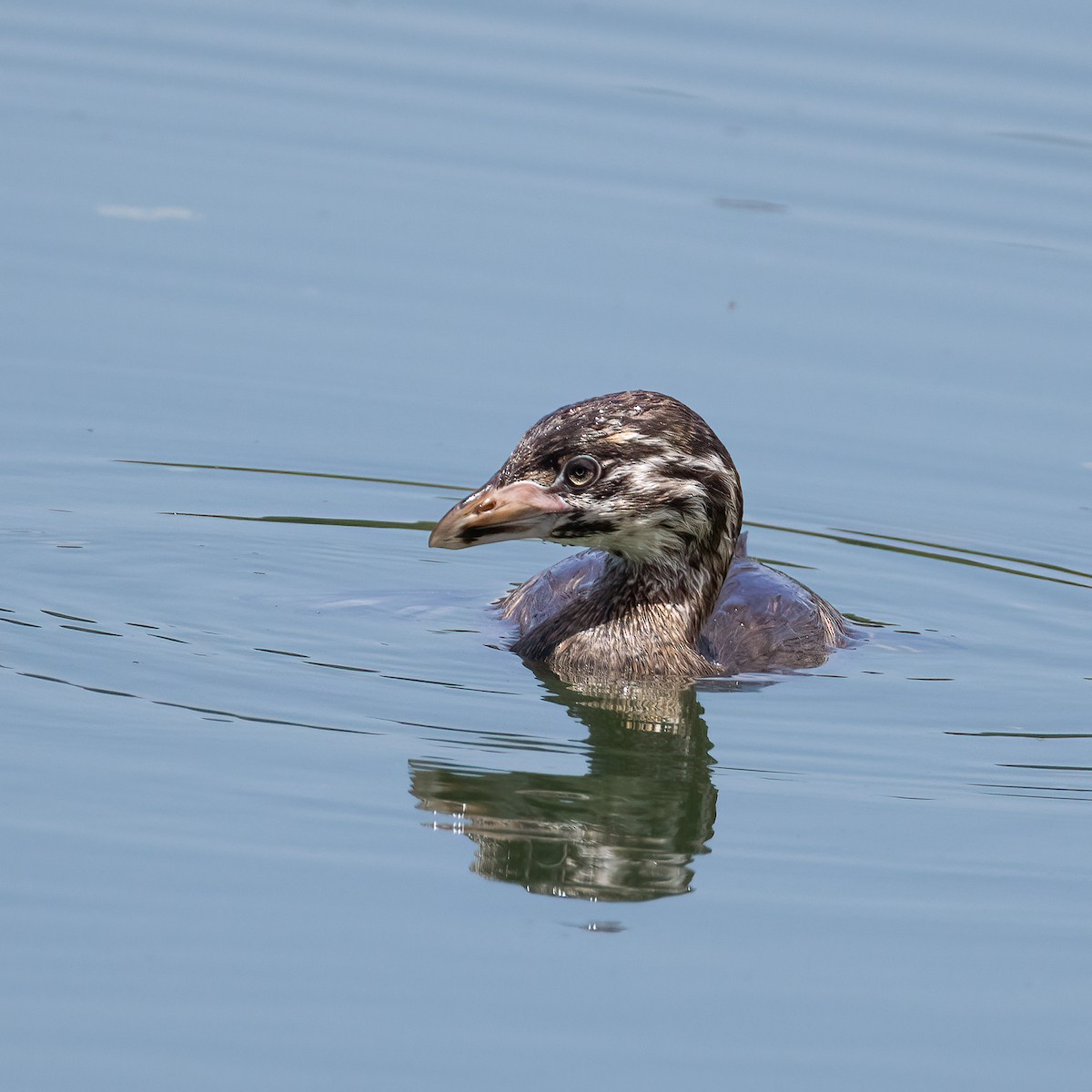 Bindentaucher - ML646533932