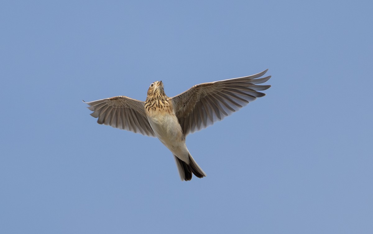 Feldlerche - ML646533933