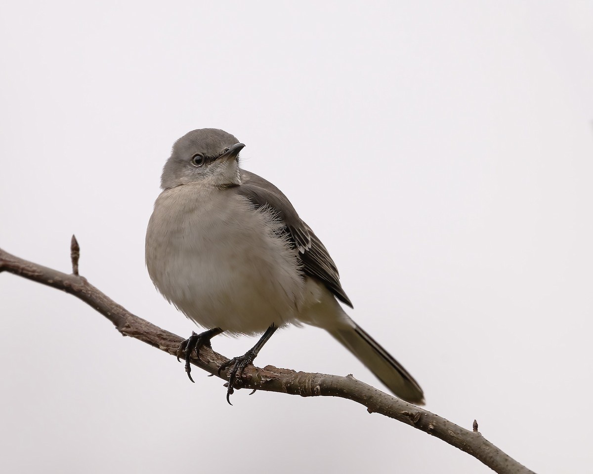 Gartenspottdrossel - ML646533934