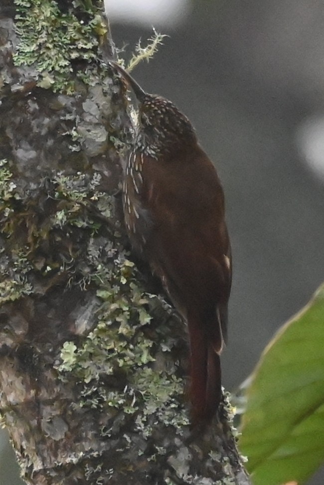 Bergwald-Baumsteiger - ML646533935