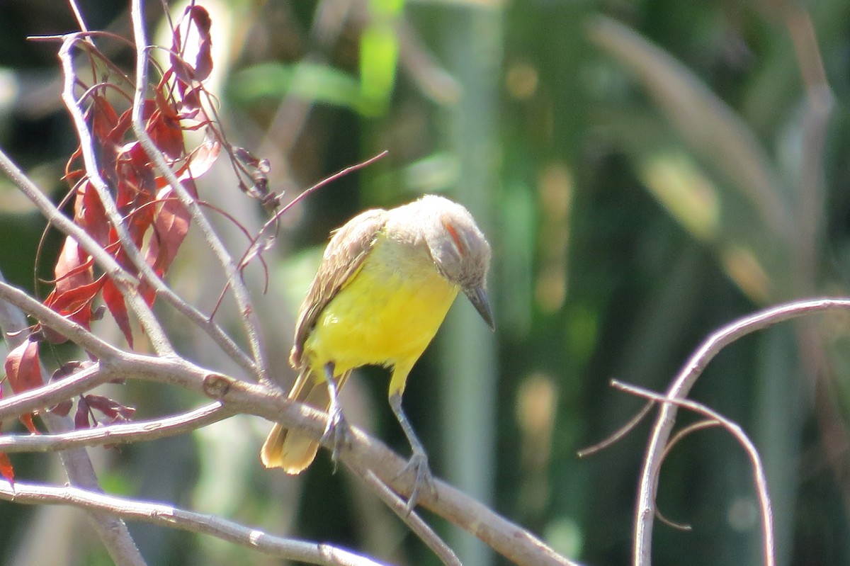 Коровий тиранн - ML646533940