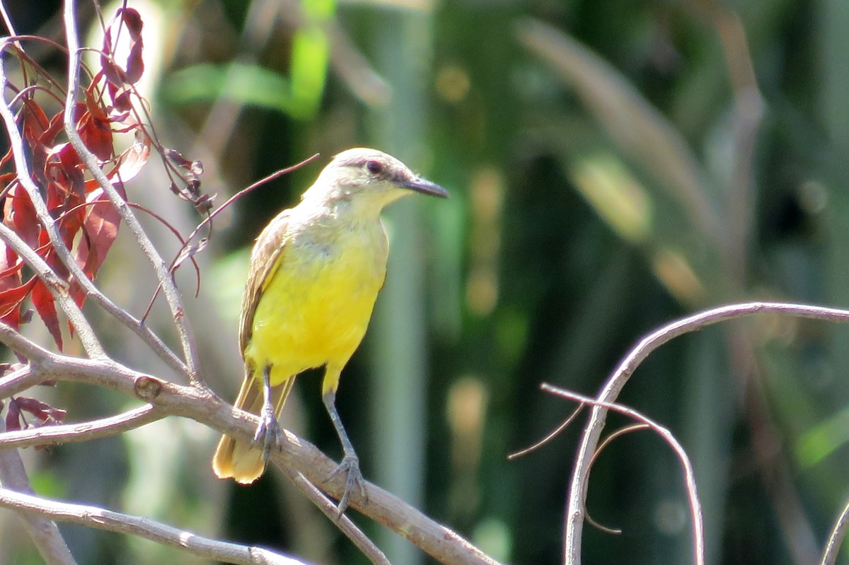 Коровий тиранн - ML646533941