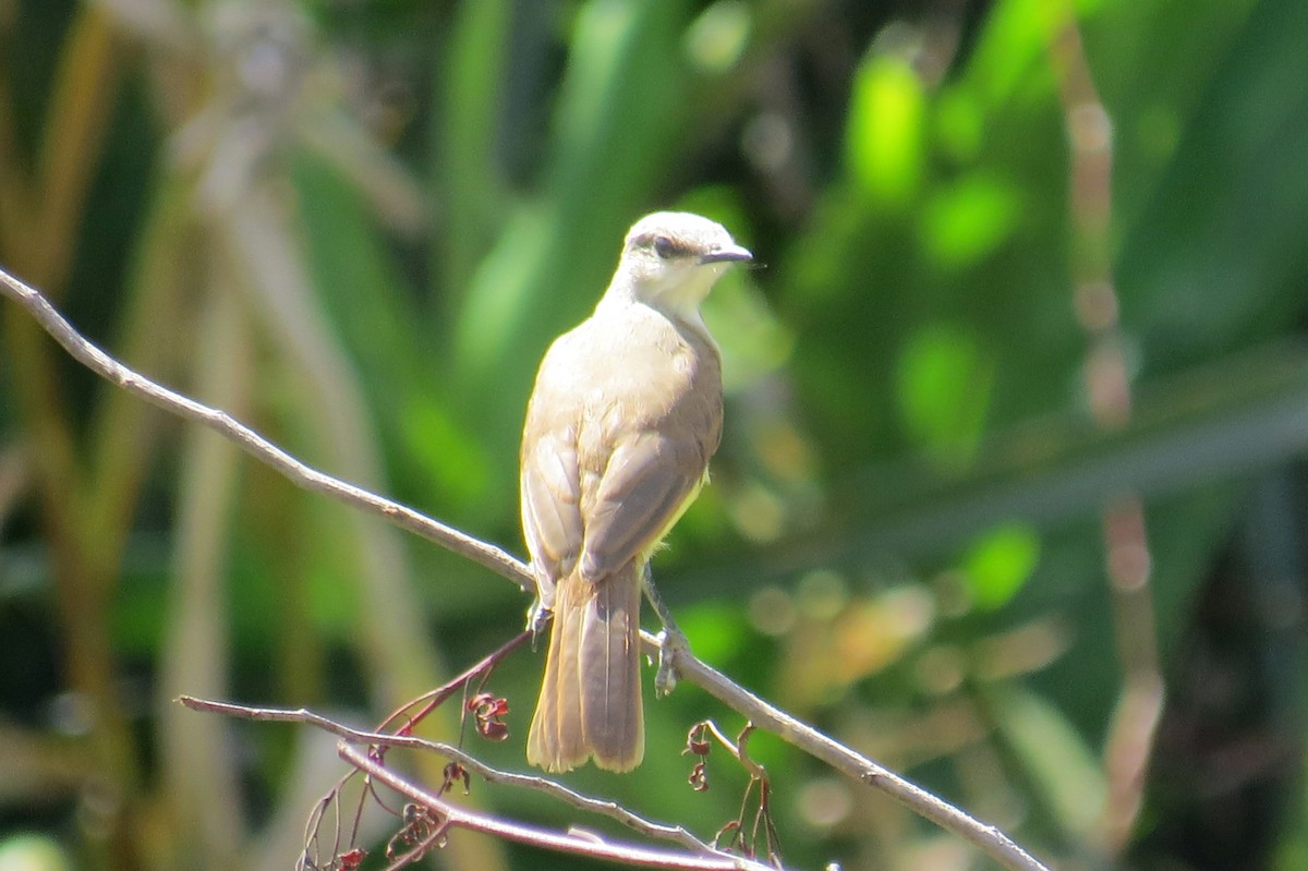 Коровий тиранн - ML646533942