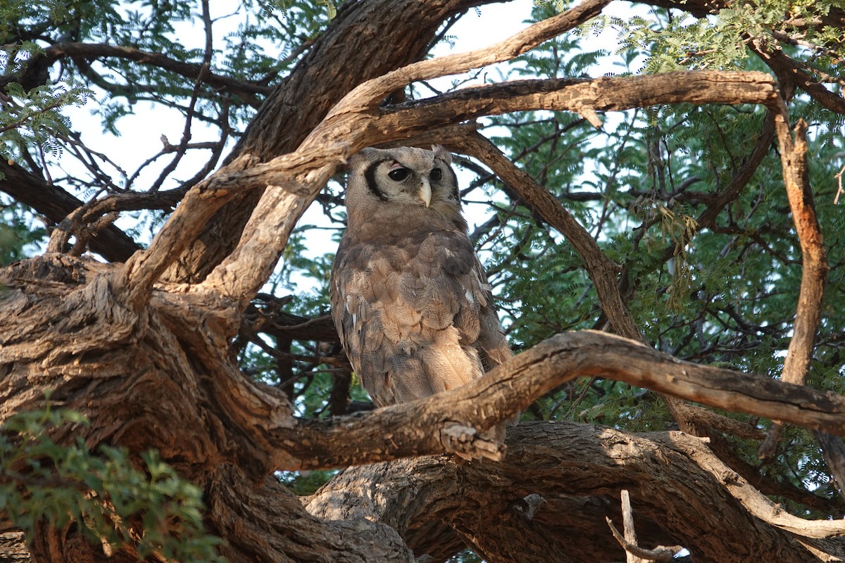 Blassuhu - ML646533943