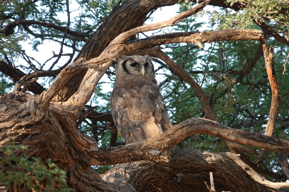 Blassuhu - ML646533944