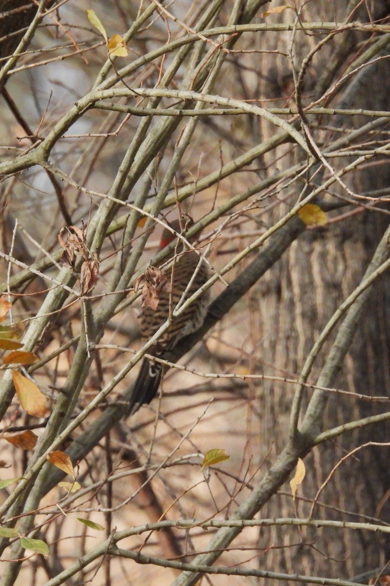 Goldspecht - ML646533945