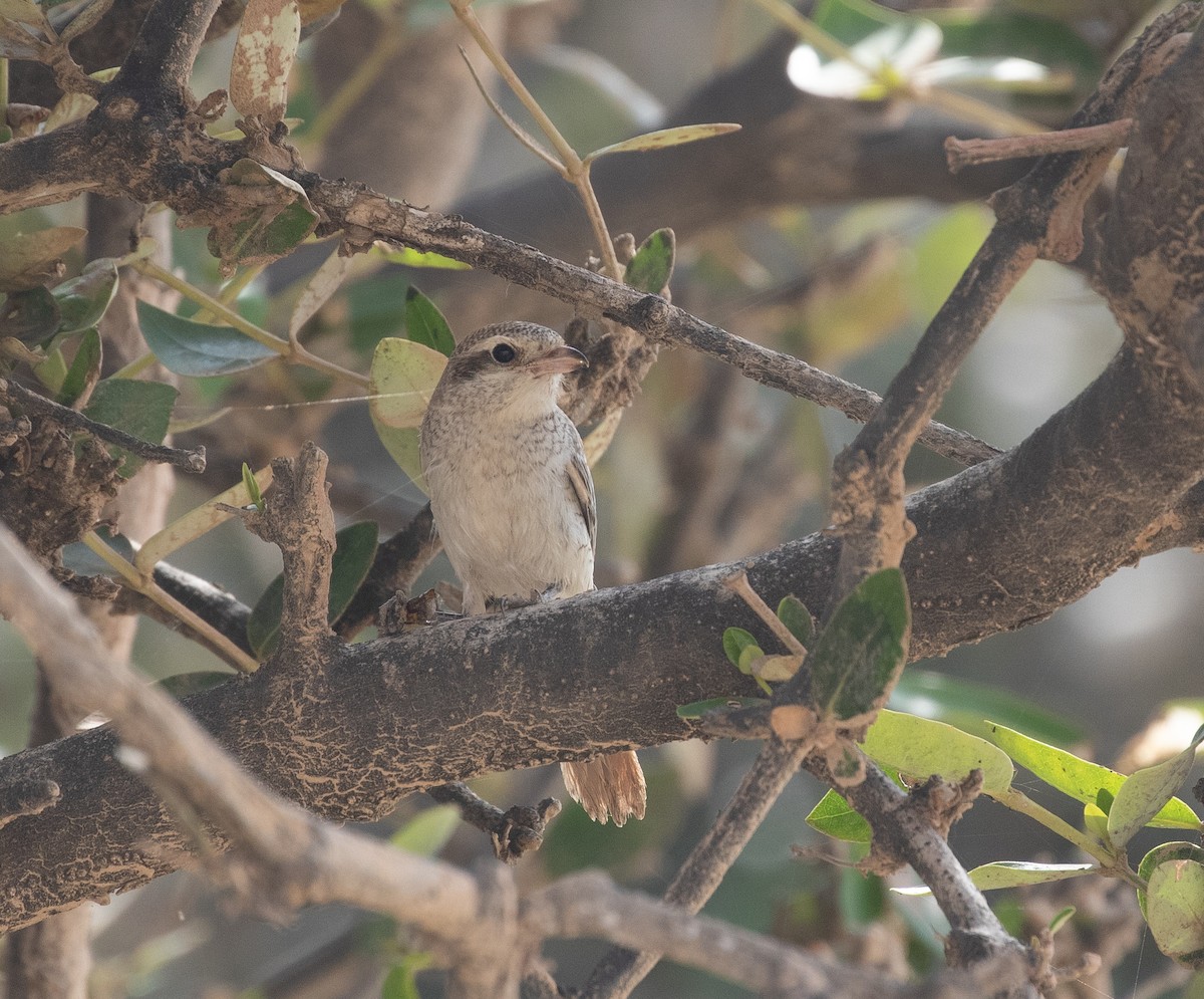 Red-tailed Shrike - ML646533947
