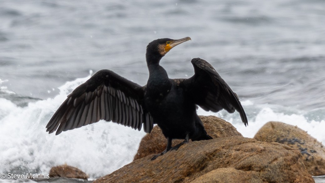 Kormoran - ML646533948