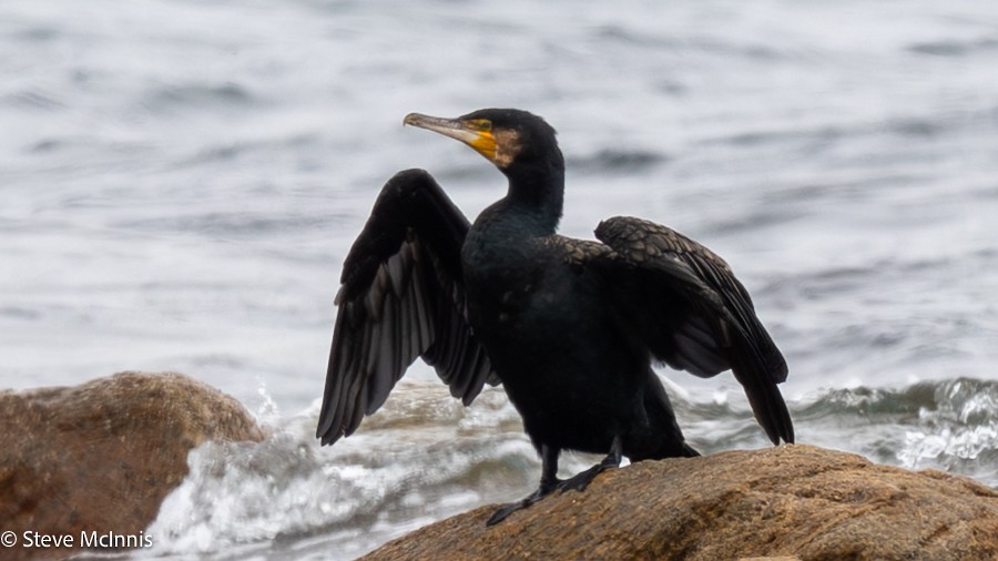 Kormoran - ML646533949