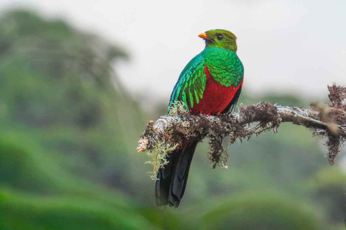 Quetzal Cabecidorado - ML646533950