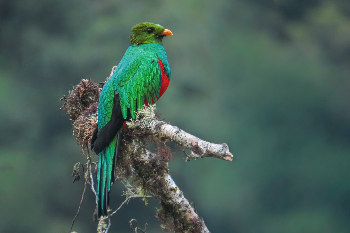 Goldkopftrogon - ML646533951