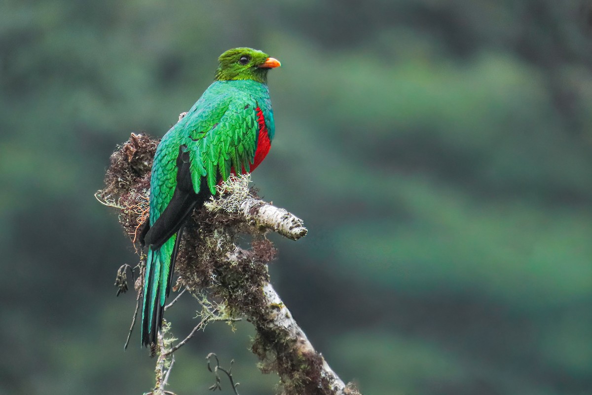 Goldkopftrogon - ML646533952