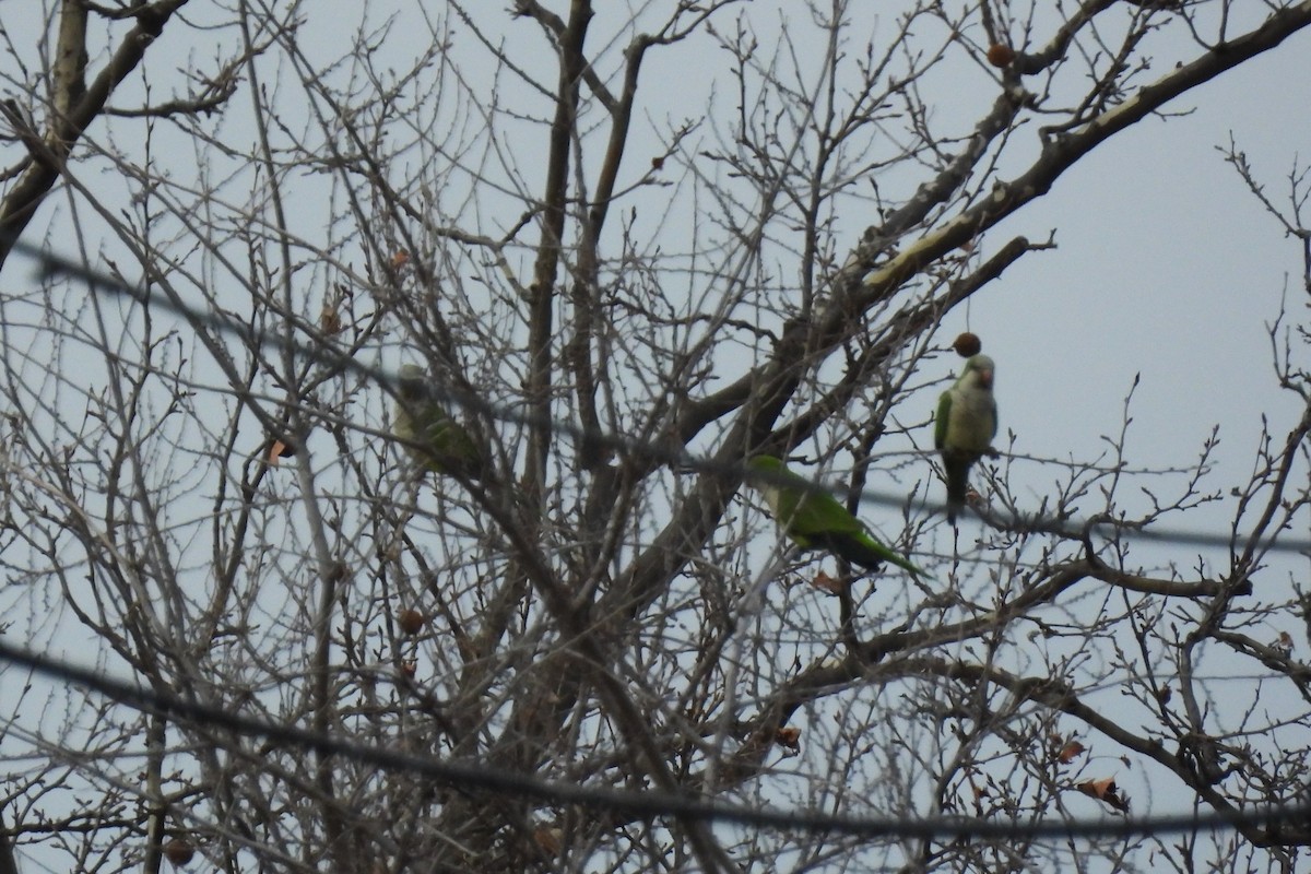 Mönchssittich - ML646533953