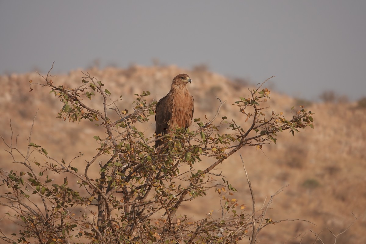 Tawny Eagle - ML646533955