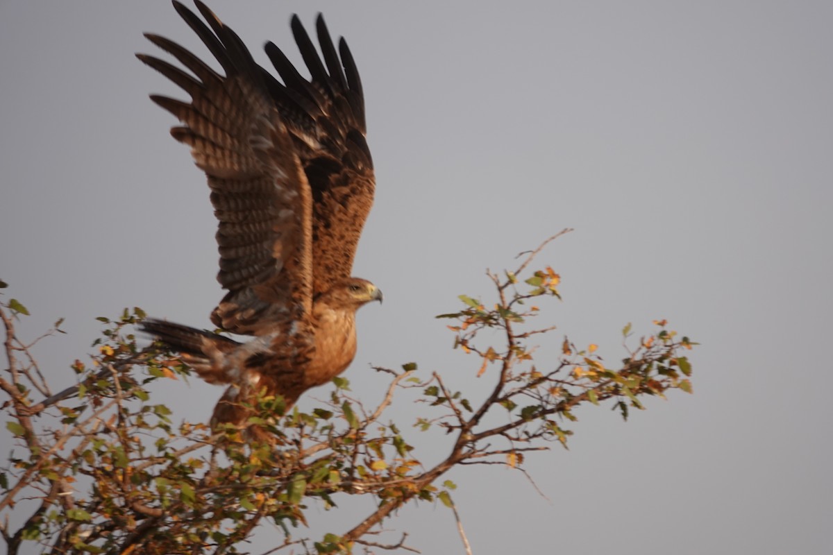 Tawny Eagle - ML646533956