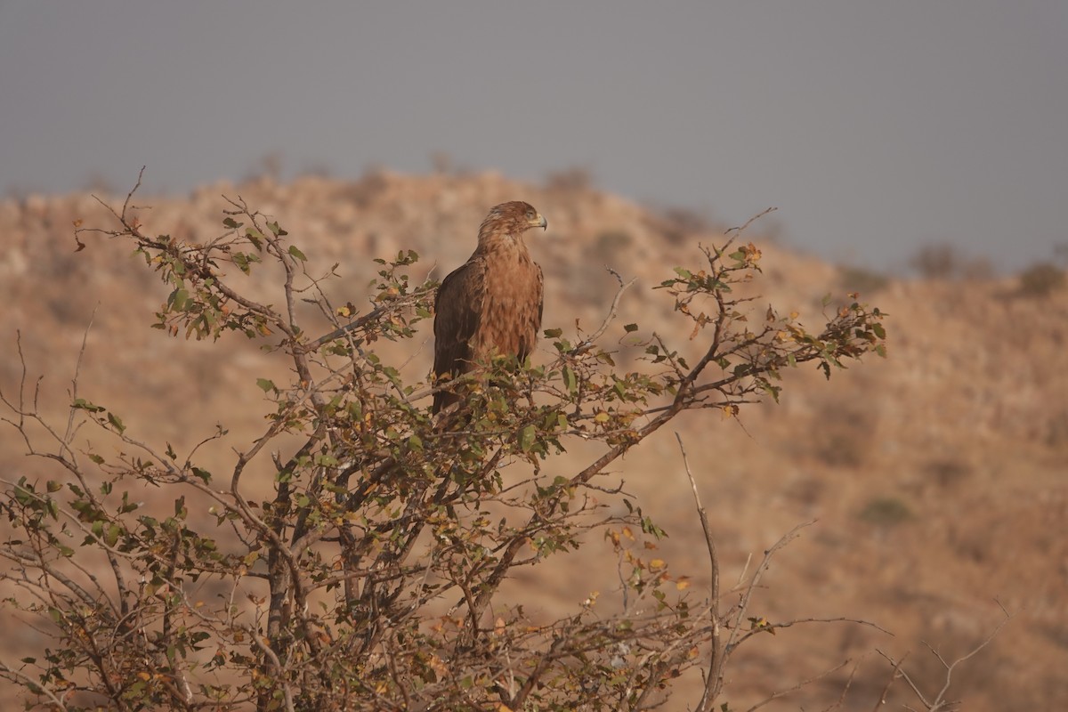 Tawny Eagle - ML646533957