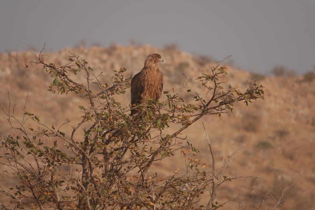 Tawny Eagle - ML646533958