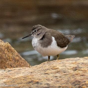 Andarríos Chico - ML646533960