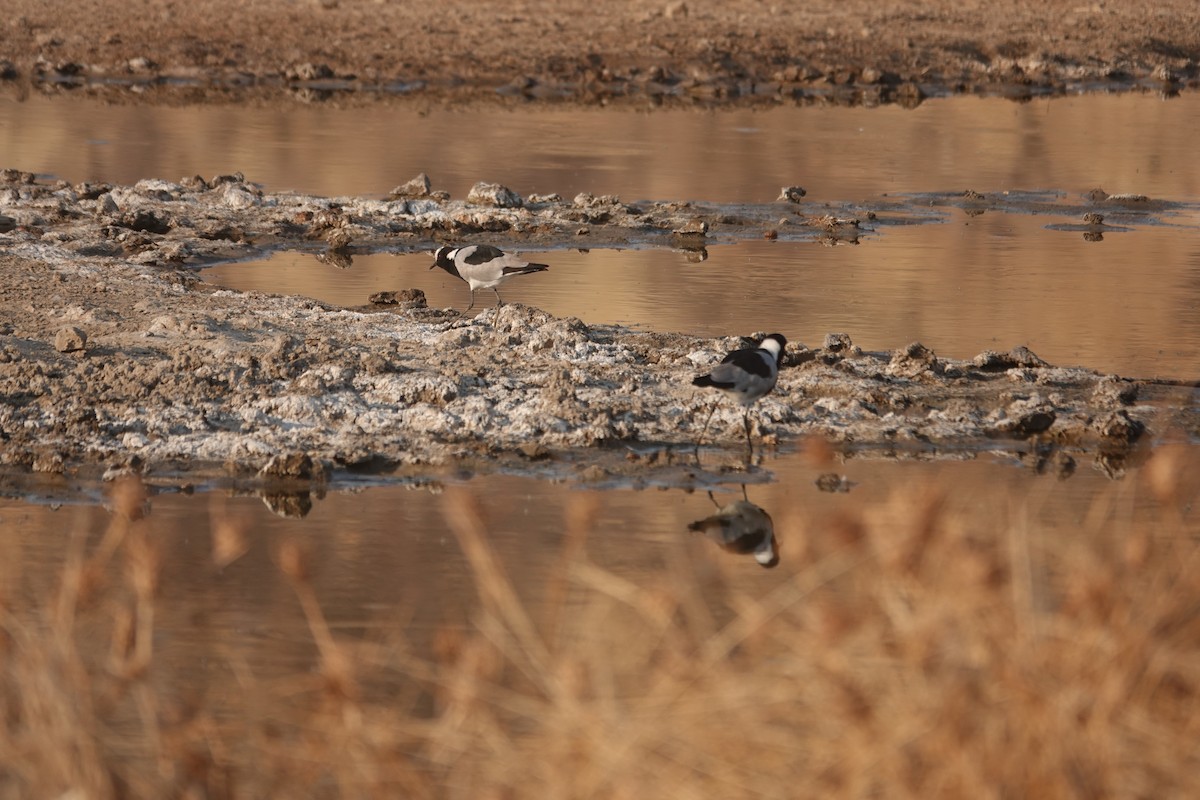 Zırhlı Kızkuşu - ML646533961