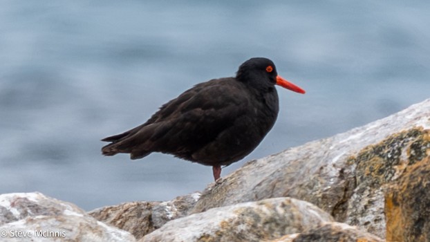 Ostrero Negro Australiano - ML646533966
