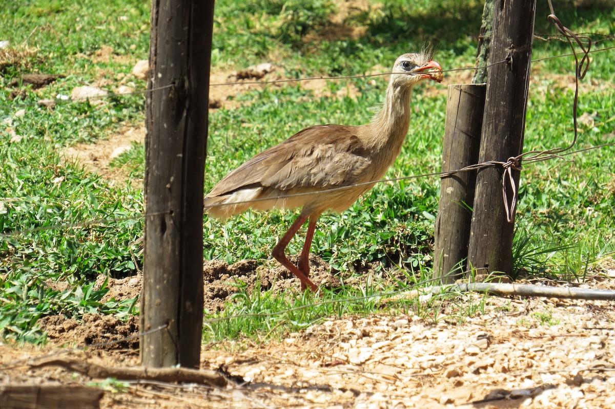 Хохлатая кариама - ML646533967