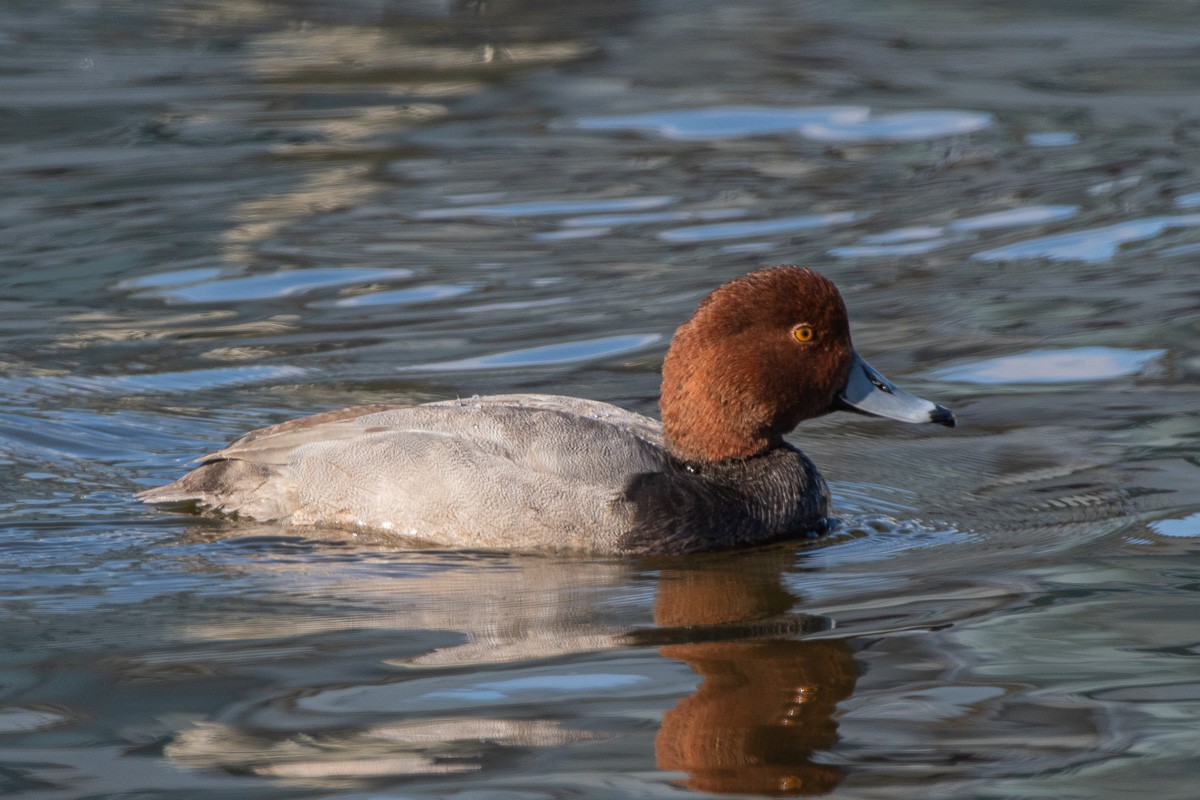 Redhead - ML646533968
