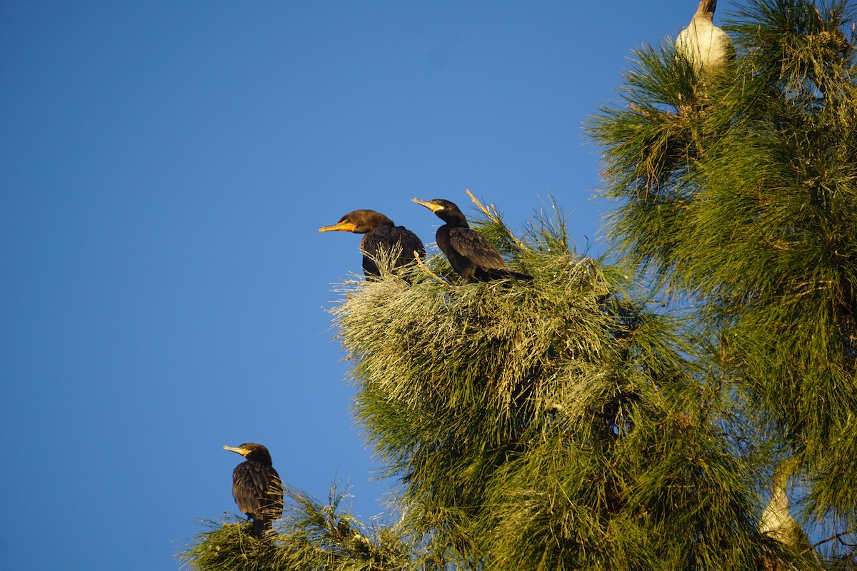 Double-crested Cormorant - ML646533977
