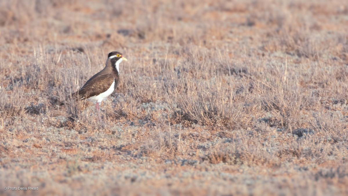 Banded Lapwing - ML646533979