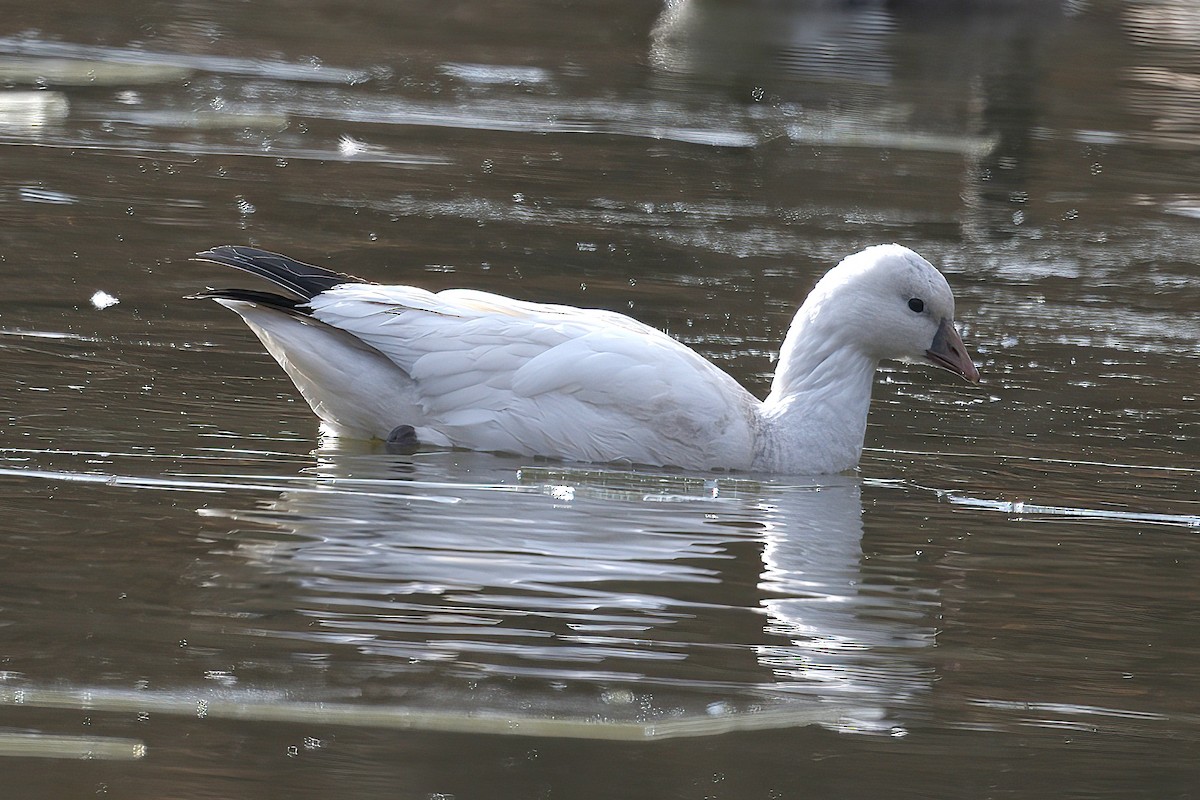 Ross's Goose - ML646533980